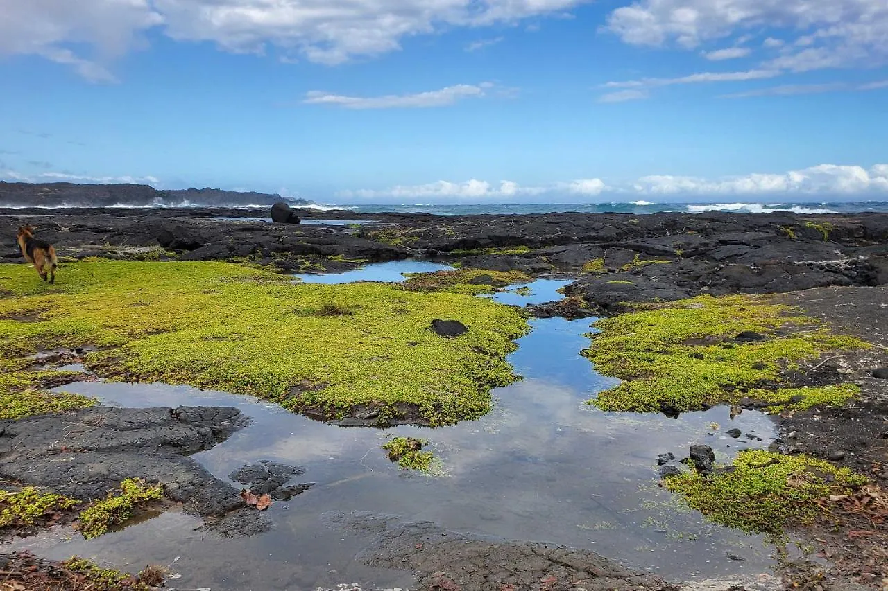 Διαμέρισμα The Aloha Green House Retreat With Ocean Views! Naalehu